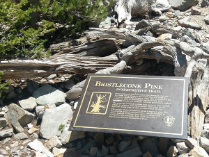 Storytelling and Prometheus in Great Basin National Park