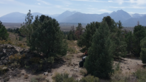 Pine nut groves, Pinyon