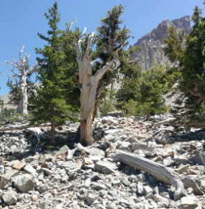 the oldest living thing Bristlecone Pine trees