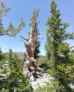 Dead Bristle Cone Pine