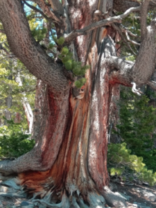 Face in a tree