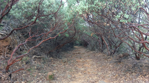 Tunnel through the Manzanita