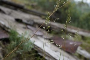 Grass over old wood